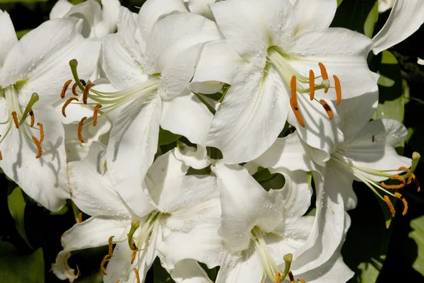 Weiße Lilien — Stockfoto