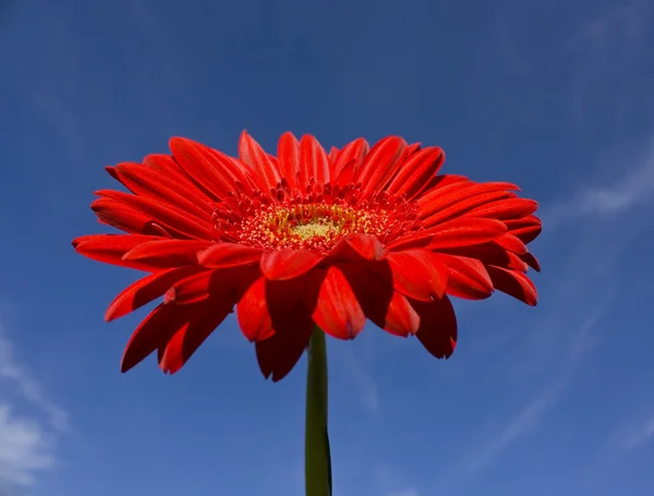 红色非洲菊在蓝蓝的天空上 — 图库照片