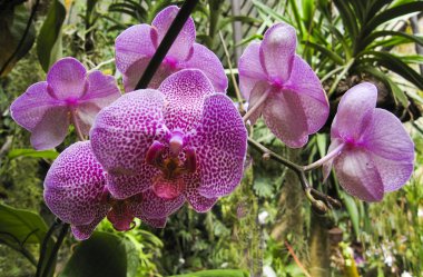 Mor orkide