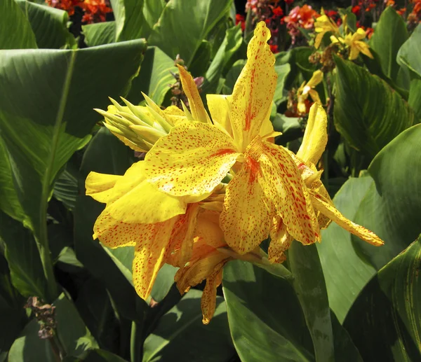 Flor de canna amarilla ("canna de tigre ") —  Fotos de Stock