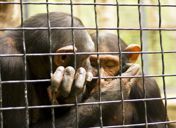 在洞中两只黑猩猩 — 图库照片