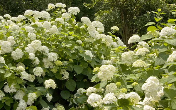 Vit hortensia — Stockfoto