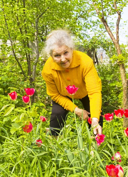 Old lady in the garden with tulips — Stock Photo, Image
