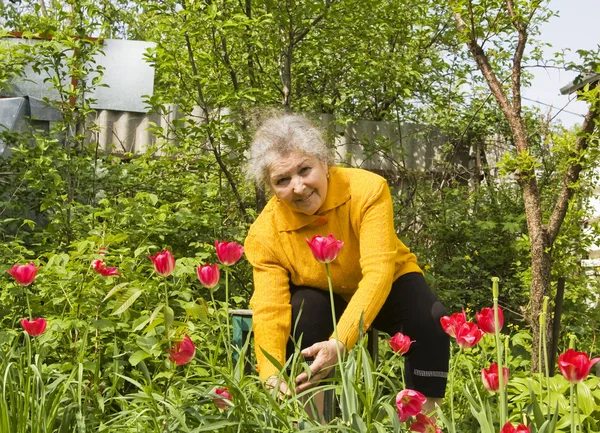 Stará dáma s červenými tulipány — Stock fotografie