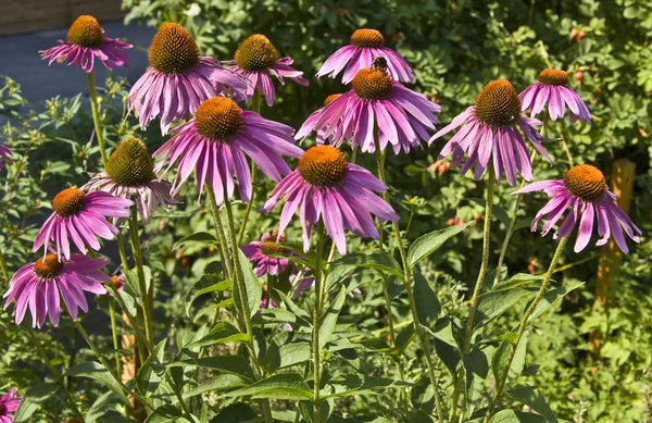 Μωβ rudbeckia (κώνου λουλούδι) — Φωτογραφία Αρχείου