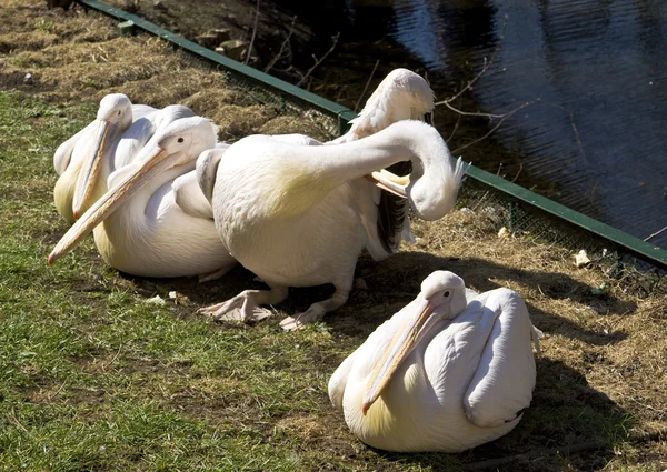 Pélicans — Photo