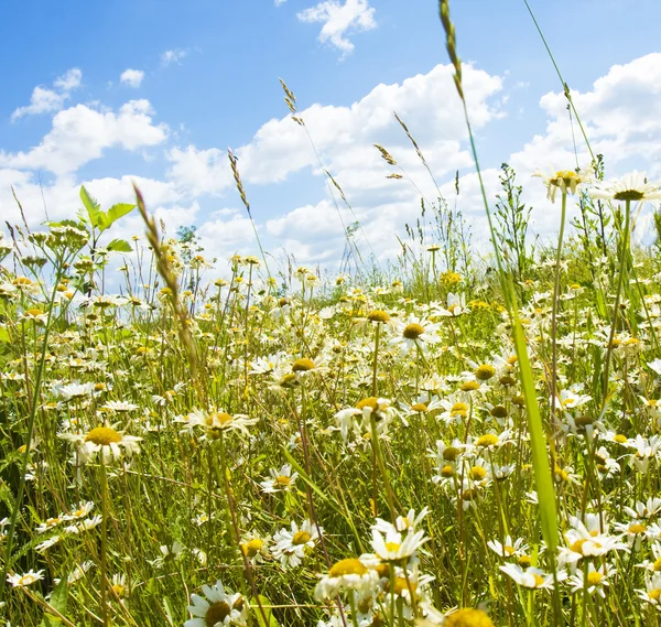 青い空とカモミールの草原 — ストック写真