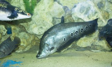 Knifefish