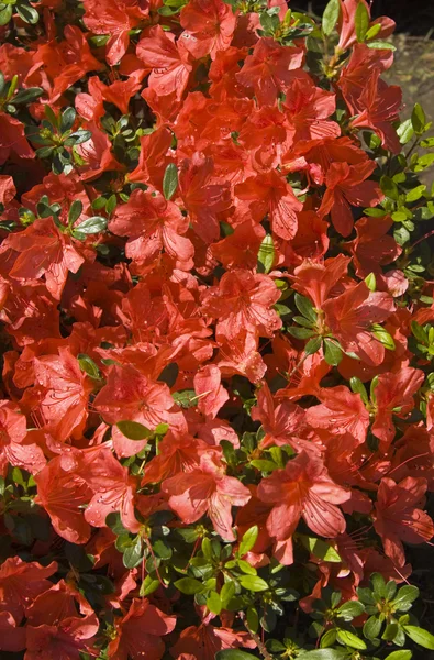 Röd rhododendron — Stockfoto