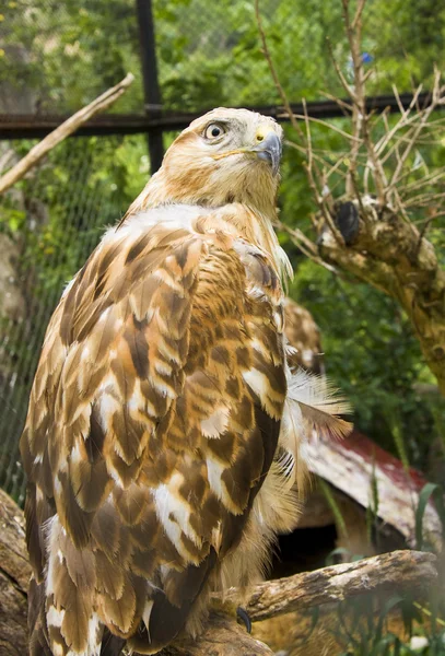 Águila real — Foto de Stock