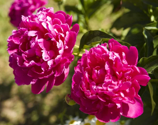 Dos peonía rosa — Foto de Stock