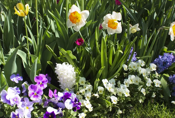 Narcisos blancos, fantasías violetas, jacintos blancos y azules —  Fotos de Stock