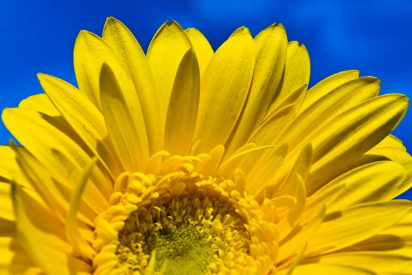 Mavi gökyüzü üzerinde sarı gerbera yarısı — Stok fotoğraf