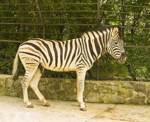 Zebra Chapmana — Zdjęcie stockowe