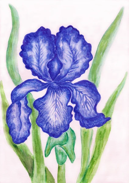 Dark blue iris, painting — Stock Photo, Image