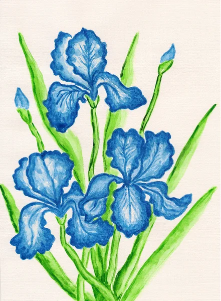 Three dark blue irises — Stock Photo, Image