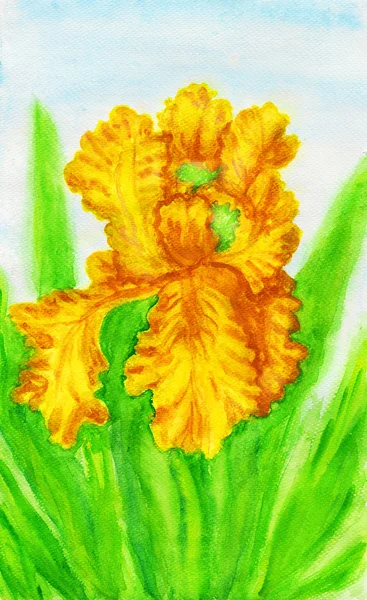 Yellow iris, painting — Stock Photo, Image