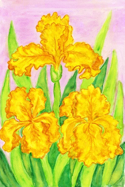 Three yellow irises, painting — Stock Photo, Image
