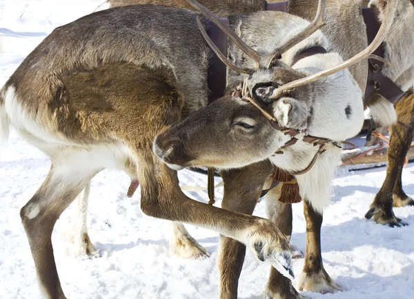 Northern deer — Stock Photo, Image