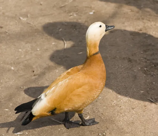 Röd anka — Stockfoto