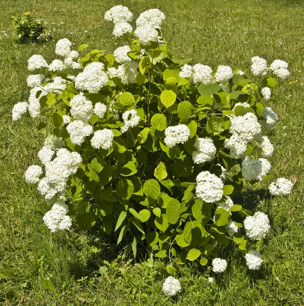 Hydrangea — Stock Photo, Image