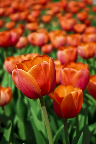 Rote Tulpen — Stockfoto