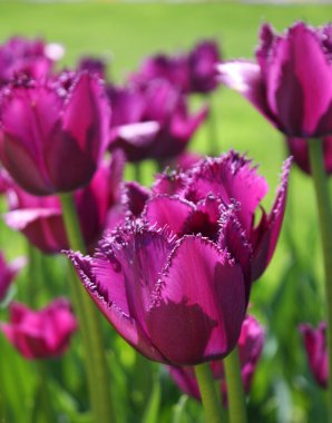 Menekşe lale, dikey