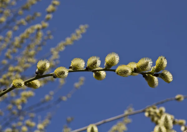 Pussy Willow — Stock fotografie