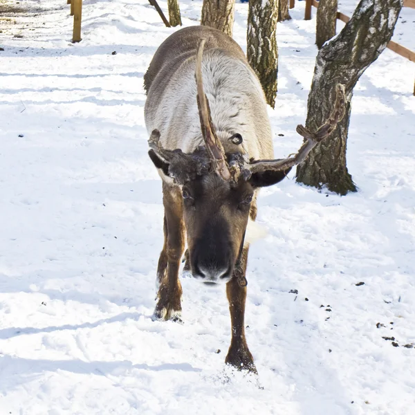 Deer with one horn — Stock Photo, Image