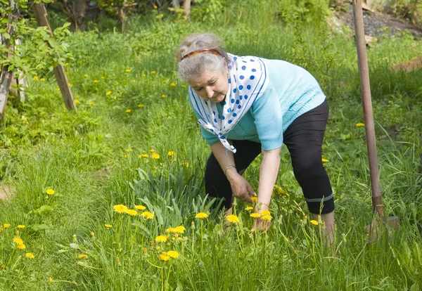 Oude dame werken in tuin — Stockfoto