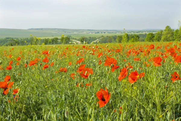 Meadow with red poppies — Stock Photo, Image