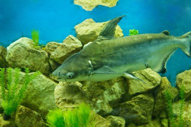 Pangasius hypophthalmus