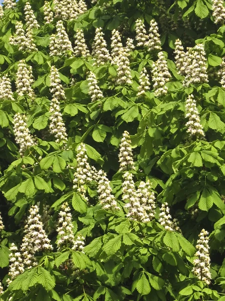 Fleurs de châtaignier blanc — Photo