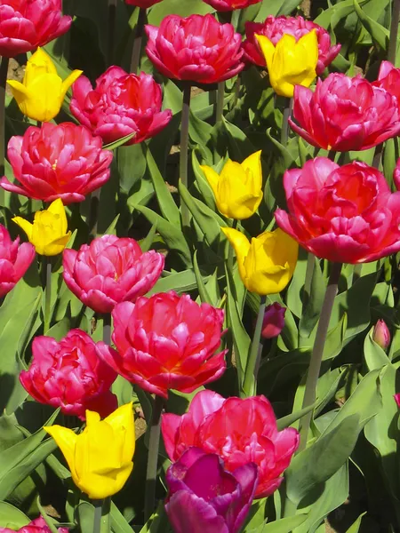 Pink and yellow tulips — Stock Photo, Image