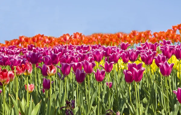 Tulips on blue sky — Stock Photo, Image