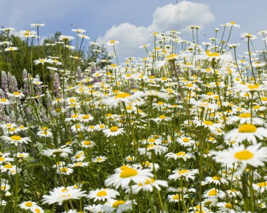 çayır camomiles ile
