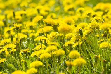 Sarı dandelions