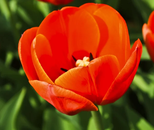 Rote Tulpe — Stockfoto