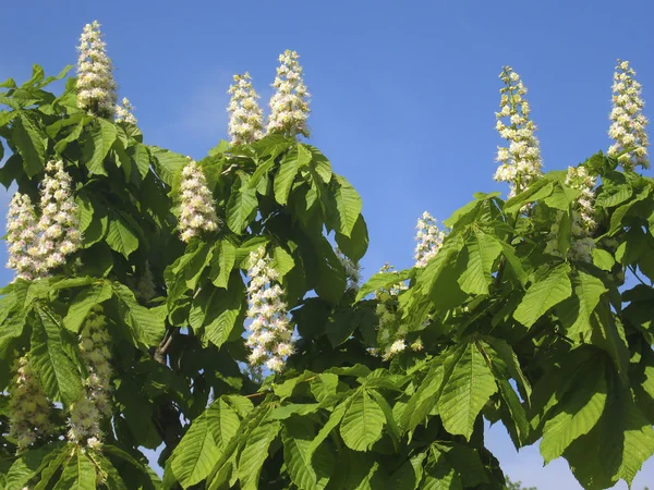 Bloemen van witte kastanjeboom — Stockfoto