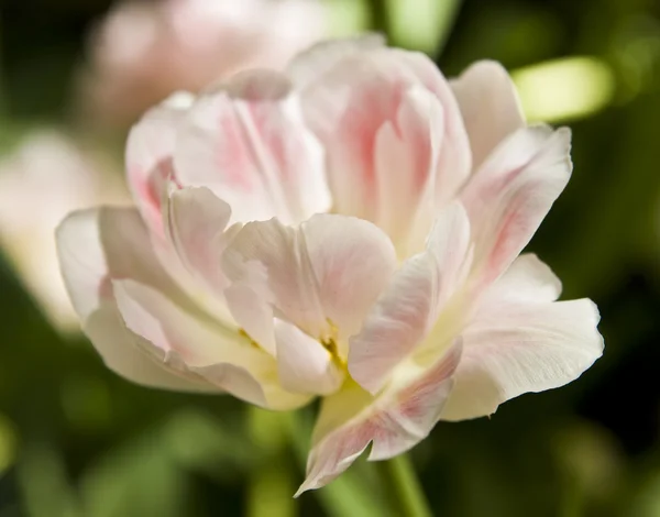 Tulipano rosa-bianco — Foto Stock