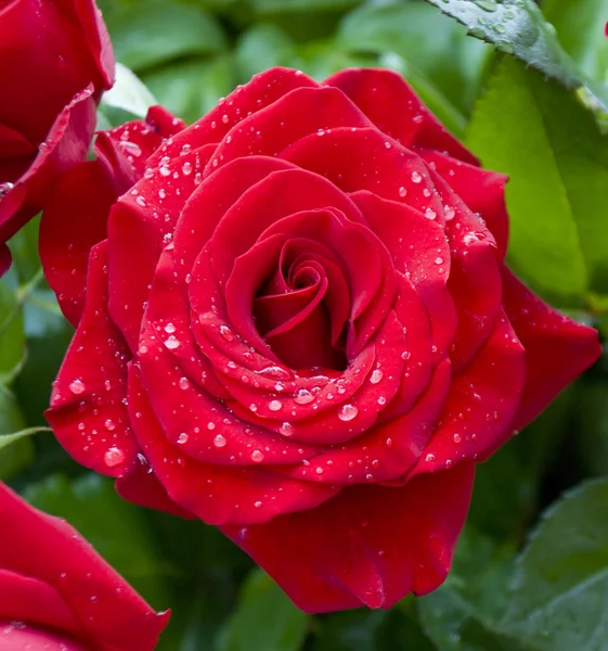 Rosa rossa con gocce d'acqua — Foto Stock