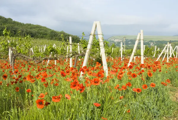 Viñedos y amapolas rojas —  Fotos de Stock