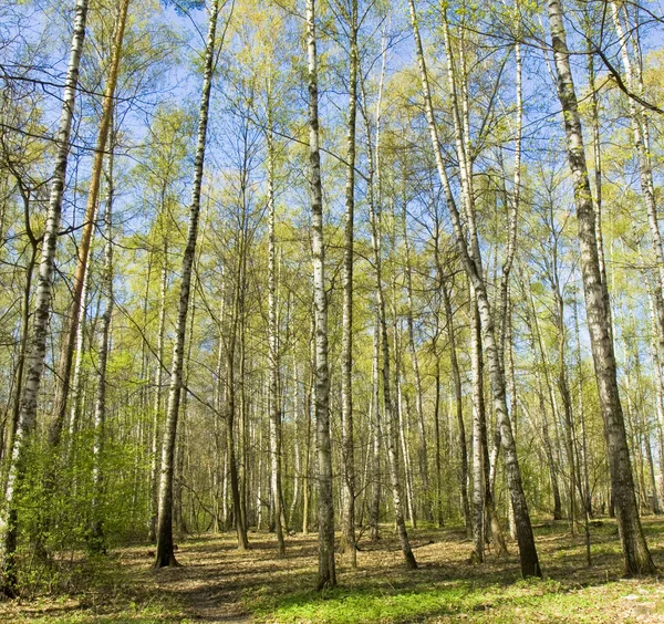 Floresta de vidoeiro na primavera — Fotografia de Stock