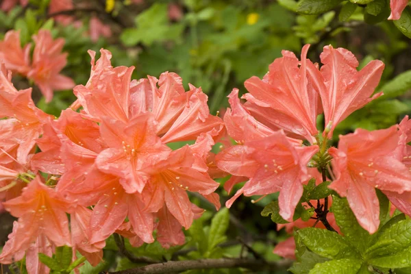 Röd rhododendron — Stockfoto