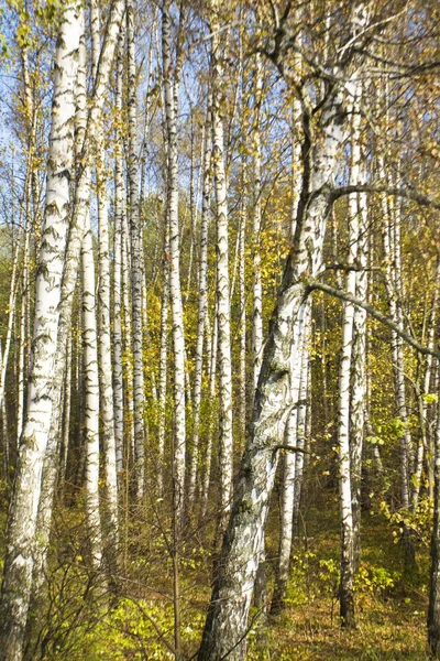 Foresta di betulla di autunno — Foto Stock