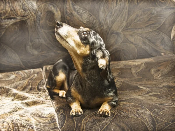 Black dachshund — Stock Photo, Image