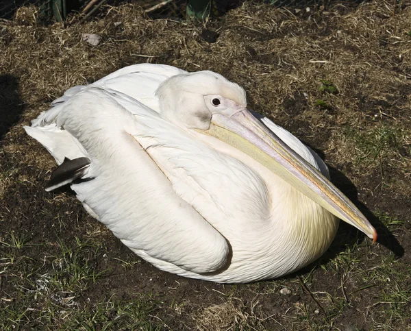 Pelicanos — Fotografia de Stock