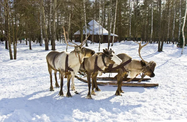 Вагон з олені — стокове фото