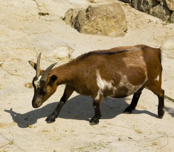 Diminutive goat — Stock Photo, Image