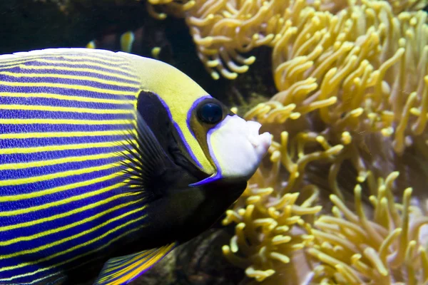 Angelo-pesce (imperatore-pesce) e attinia (anemone marino) ) — Foto Stock